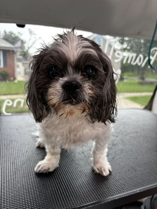 Small long-coated dog before grooming, scruffy and damp
