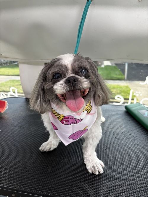 The same dog after a Ramella groom, trimmed, smiling and wearing a bandana